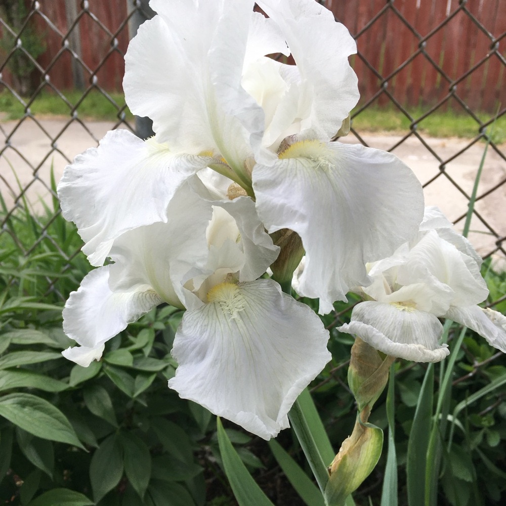 White Re-blooming Fragrant Bearded Iris Rhizomes.